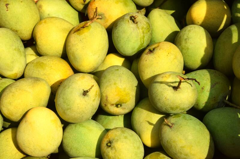 YEN CHAU TRUNG MANGO – VIETNAM | FRESH LOCAL SPECIALTY MANGO FOR WHOLESALE & EXPORT 4