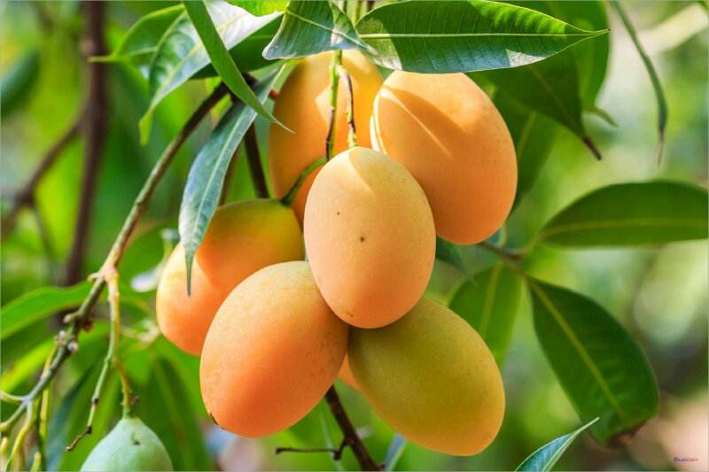PREMIUM FRESH VIETNAMESE MANGO – BULK WHOLESALE | NATURAL-TASTING TROPICAL FRUIT 3