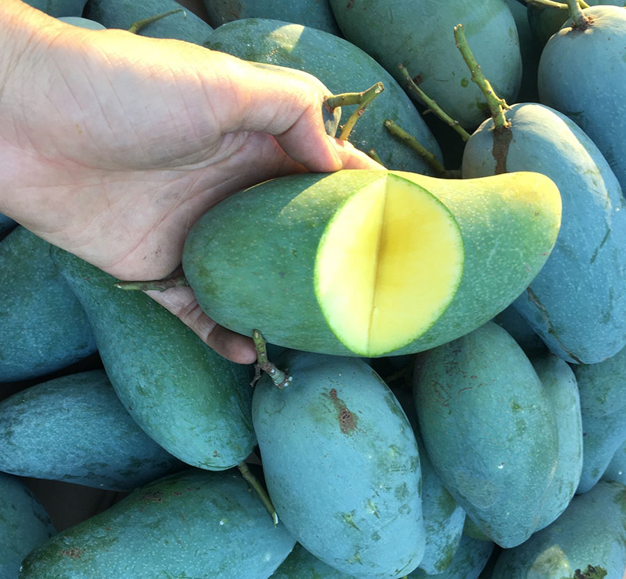 THAI MANGO – VIETNAM | FRESH SWEET-TANGY MANGO FOR WHOLESALE & EXPORT