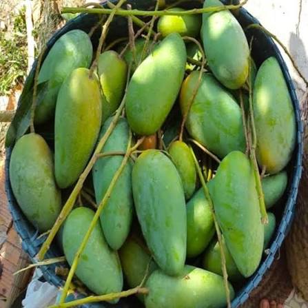 THAI MANGO – VIETNAM | FRESH SWEET-TANGY MANGO FOR WHOLESALE & EXPORT 3