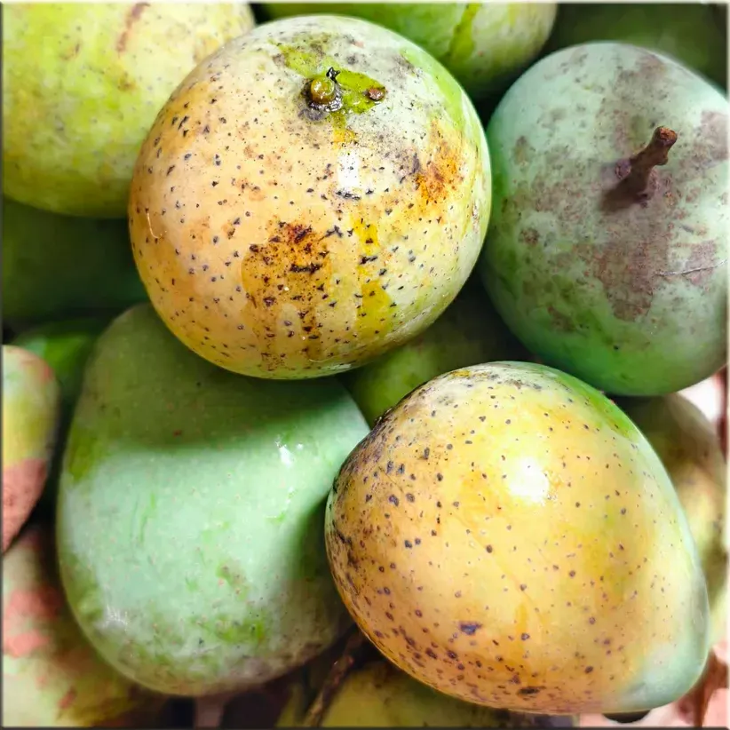 YEN CHAU TRON MANGO – VIETNAM | FRESH LOCAL MANGO FOR WHOLESALE & EXPORT