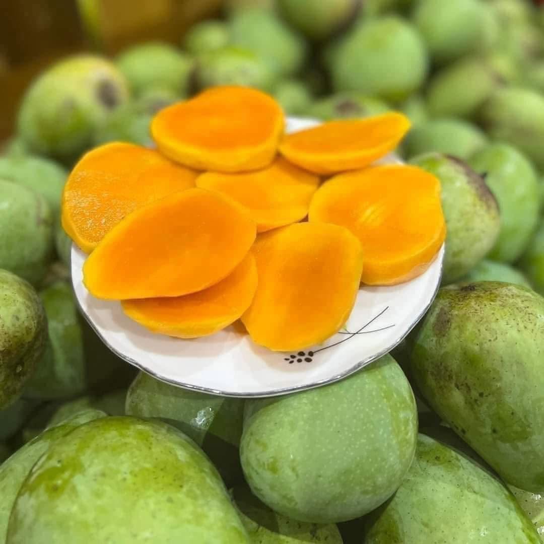 YEN CHAU TRON MANGO – VIETNAM | FRESH LOCAL MANGO FOR WHOLESALE & EXPORT 2