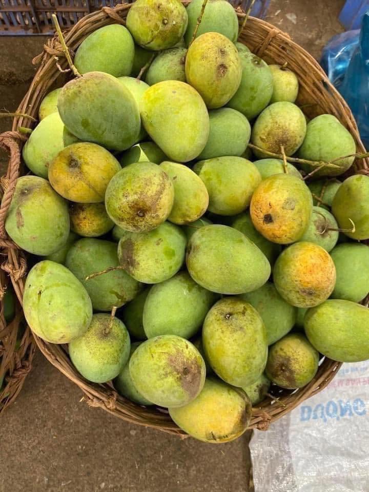 YEN CHAU TRON MANGO – VIETNAM | FRESH LOCAL MANGO FOR WHOLESALE & EXPORT 3