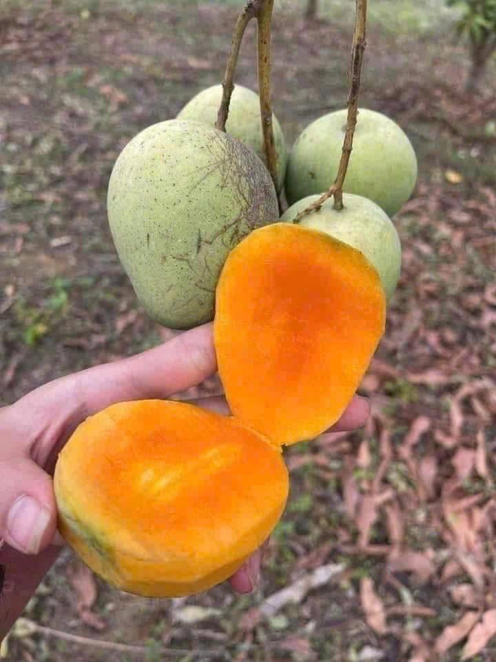 YEN CHAU TRON MANGO – VIETNAM | FRESH LOCAL MANGO FOR WHOLESALE & EXPORT 4