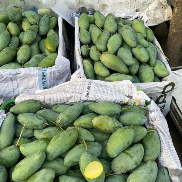 GREEN THAI MANGO – VIETNAM | CRISP, TANGY FRESH MANGO FOR WHOLESALE & EXPORT