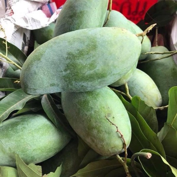 GREEN THAI MANGO – VIETNAM | CRISP, TANGY FRESH MANGO FOR WHOLESALE & EXPORT 2