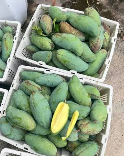 GREEN THAI MANGO – VIETNAM | CRISP, TANGY FRESH MANGO FOR WHOLESALE & EXPORT 3