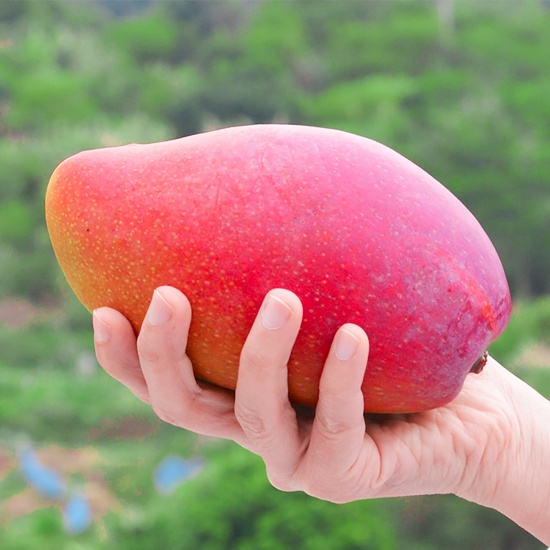 RED TAIWAN MANGO – VIETNAM | PREMIUM FRESH TROPICAL FRUIT FOR WHOLESALE & EXPORT