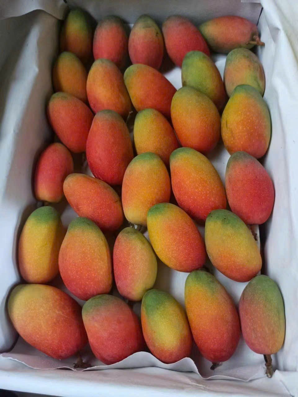 RED TAIWAN MANGO – VIETNAM | PREMIUM FRESH TROPICAL FRUIT FOR WHOLESALE & EXPORT 2