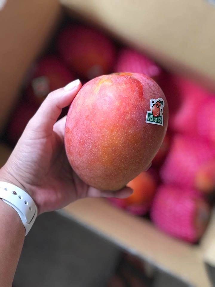 RED TAIWAN MANGO – VIETNAM | PREMIUM FRESH TROPICAL FRUIT FOR WHOLESALE & EXPORT 3