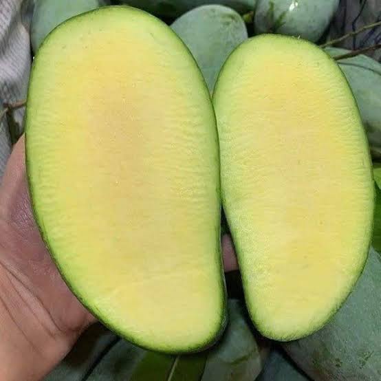 LOW-SEED MANGO – VIETNAM | FRESH TROPICAL FRUIT FOR WHOLESALE & EXPORT