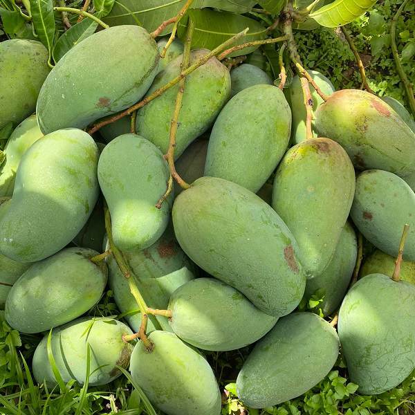 LOW-SEED MANGO – VIETNAM | FRESH TROPICAL FRUIT FOR WHOLESALE & EXPORT 2