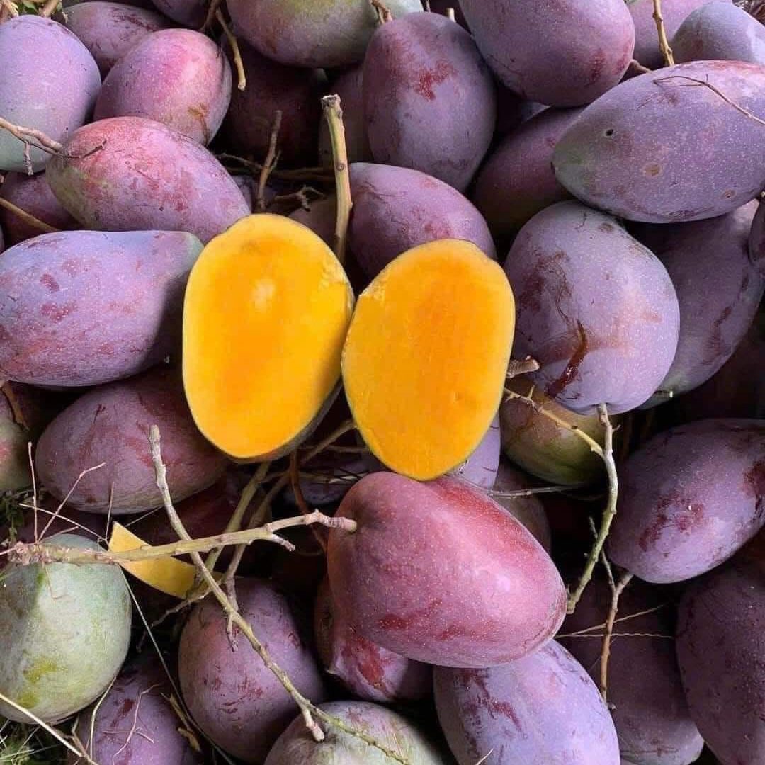 PURPLE MANGO – VIETNAM | DISTINCTIVE FRESH TROPICAL FRUIT FOR WHOLESALE & EXPORT