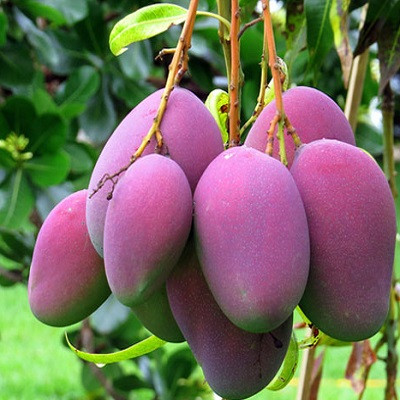 PURPLE MANGO – VIETNAM | DISTINCTIVE FRESH TROPICAL FRUIT FOR WHOLESALE & EXPORT 2