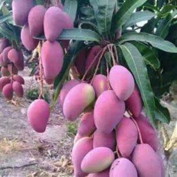 PURPLE MANGO – VIETNAM | DISTINCTIVE FRESH TROPICAL FRUIT FOR WHOLESALE & EXPORT 3