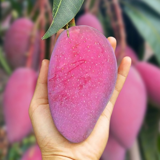 PURPLE MANGO – VIETNAM | DISTINCTIVE FRESH TROPICAL FRUIT FOR WHOLESALE & EXPORT 4