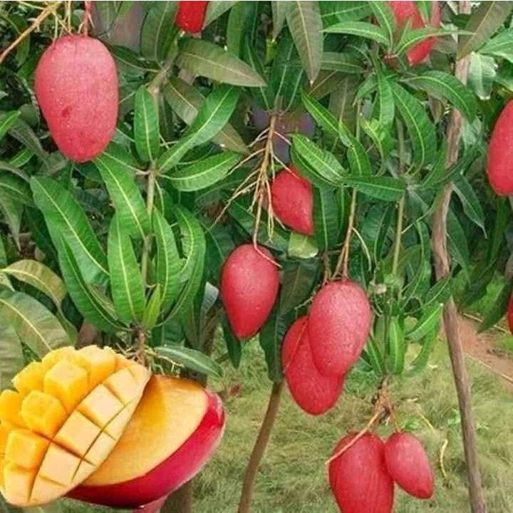 RED MANGO – VIETNAM | ATTRACTIVE FRESH TROPICAL FRUIT FOR WHOLESALE & EXPORT