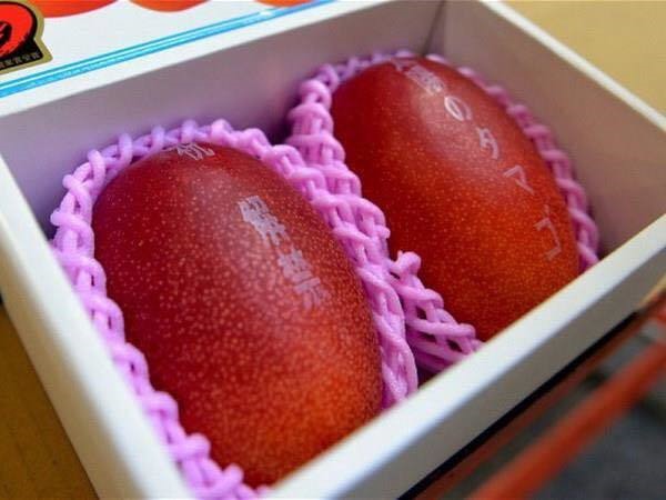 RED MANGO – VIETNAM | ATTRACTIVE FRESH TROPICAL FRUIT FOR WHOLESALE & EXPORT 2
