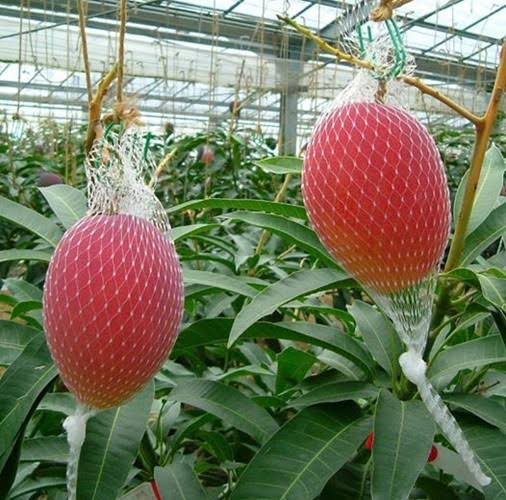 RED MANGO – VIETNAM | ATTRACTIVE FRESH TROPICAL FRUIT FOR WHOLESALE & EXPORT 3