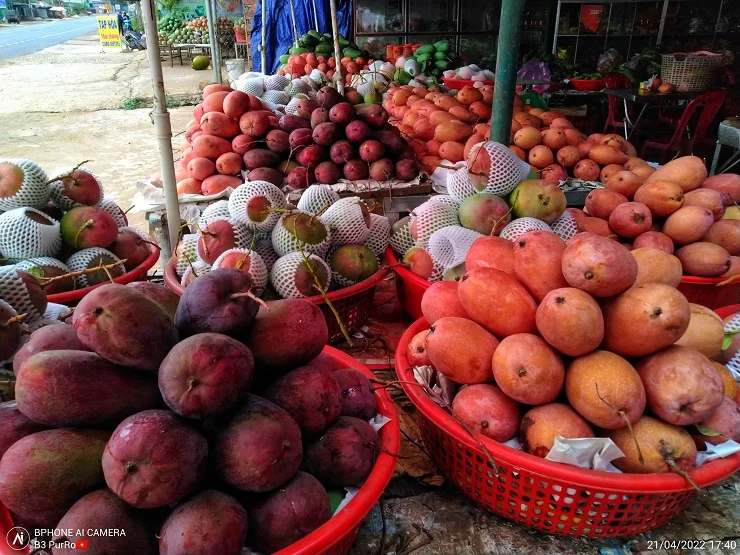 RED MANGO – VIETNAM | ATTRACTIVE FRESH TROPICAL FRUIT FOR WHOLESALE & EXPORT 4