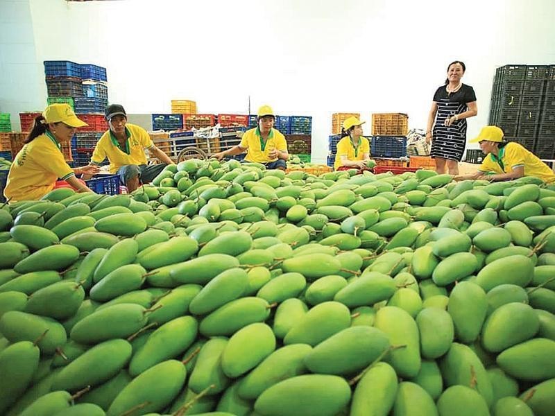 PREMIUM FRESH SWEET MANGO – VIETNAM | HIGH-QUALITY TROPICAL FRUIT FOR WHOLESALE & EXPORT 3