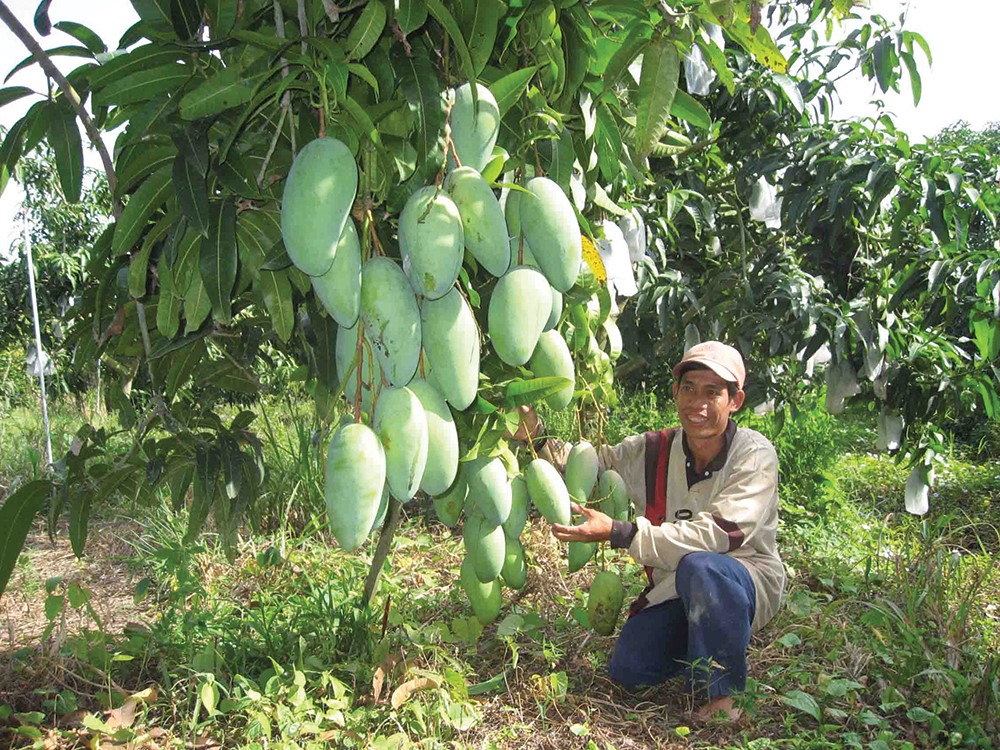 PREMIUM FRESH SWEET MANGO – VIETNAM | HIGH-QUALITY TROPICAL FRUIT FOR WHOLESALE & EXPORT 4