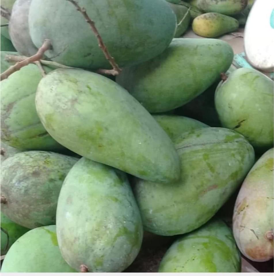 TAIWAN MANGO – VIETNAM | FRESH SWEET-TANGY TROPICAL FRUIT FOR WHOLESALE & EXPORT