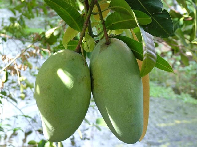 TAIWAN MANGO – VIETNAM | FRESH SWEET-TANGY TROPICAL FRUIT FOR WHOLESALE & EXPORT 3