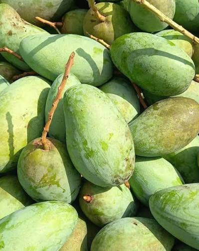 TAIWAN MANGO – VIETNAM | FRESH SWEET-TANGY TROPICAL FRUIT FOR WHOLESALE & EXPORT 4