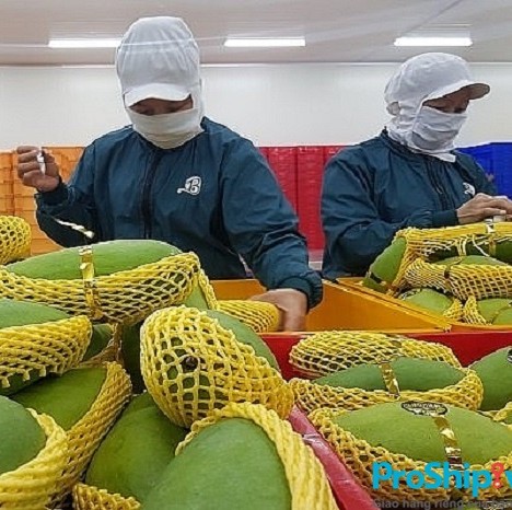 SELECTED ORGANIC GREEN MANGO – VIETNAM | UNIFORM-SIZE FARM-FRESH FRUIT FOR EXPORT