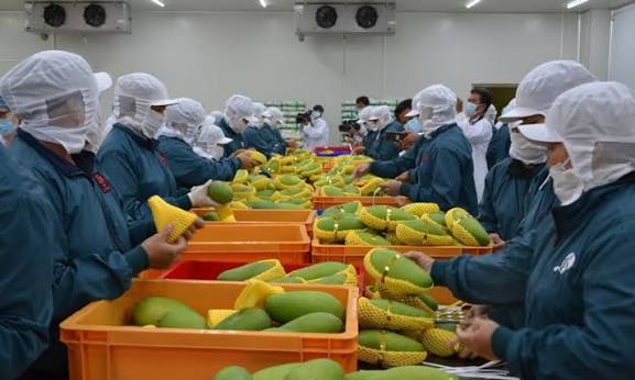 SELECTED ORGANIC GREEN MANGO – VIETNAM | UNIFORM-SIZE FARM-FRESH FRUIT FOR EXPORT 2