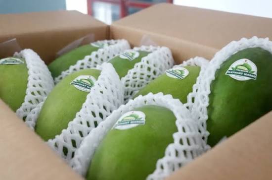 SELECTED ORGANIC GREEN MANGO – VIETNAM | UNIFORM-SIZE FARM-FRESH FRUIT FOR EXPORT 3