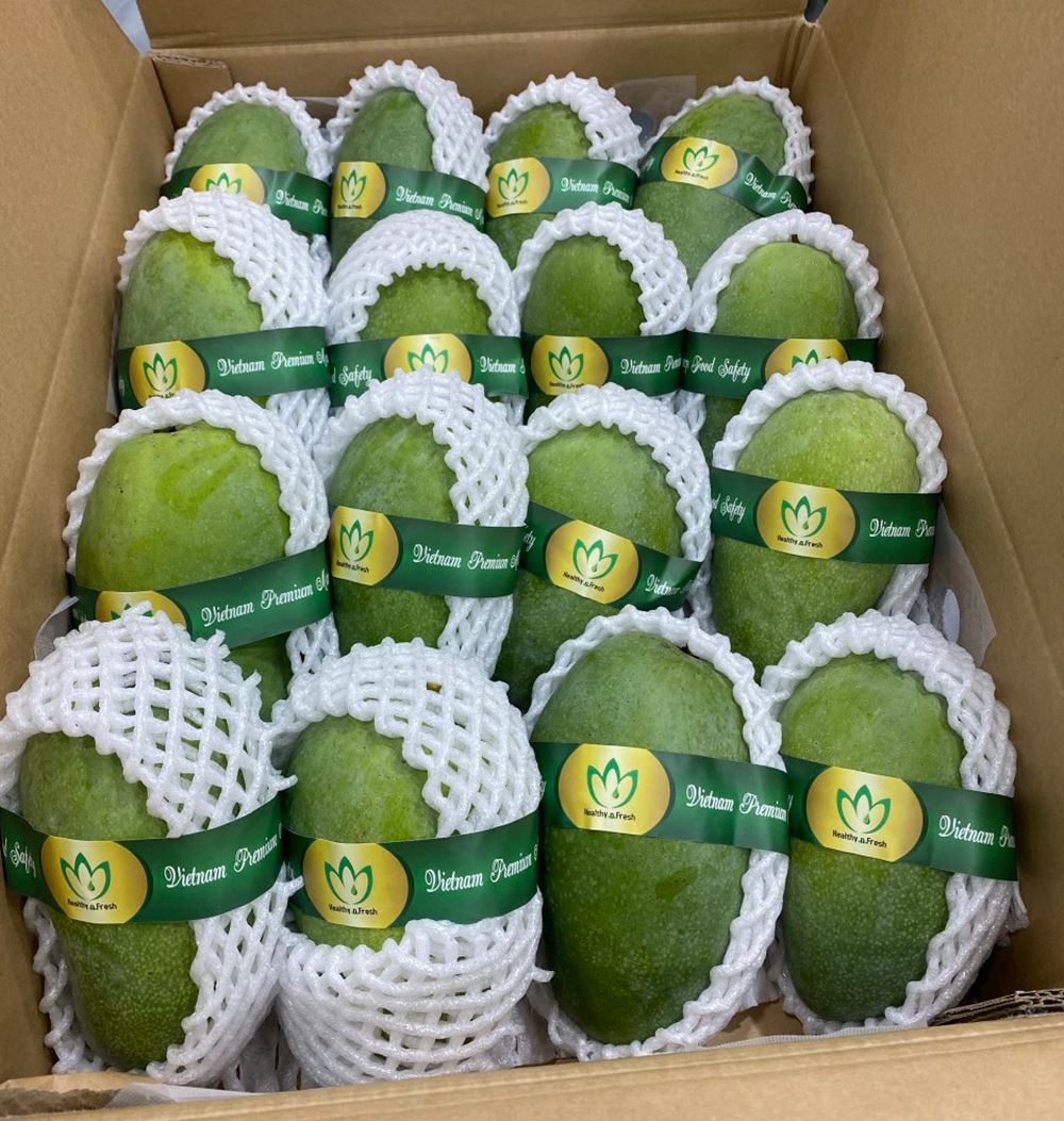 SELECTED ORGANIC GREEN MANGO – VIETNAM | UNIFORM-SIZE FARM-FRESH FRUIT FOR EXPORT 4