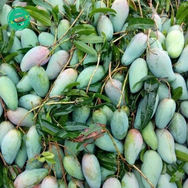 GREEN TAIWAN MANGO – VIETNAM | CRISP, TANGY FRESH MANGO FOR WHOLESALE & EXPORT