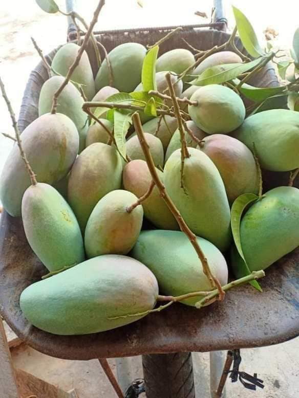 GREEN TAIWAN MANGO – VIETNAM | CRISP, TANGY FRESH MANGO FOR WHOLESALE & EXPORT 2