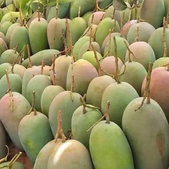 GREEN TAIWAN MANGO – VIETNAM | CRISP, TANGY FRESH MANGO FOR WHOLESALE & EXPORT 3