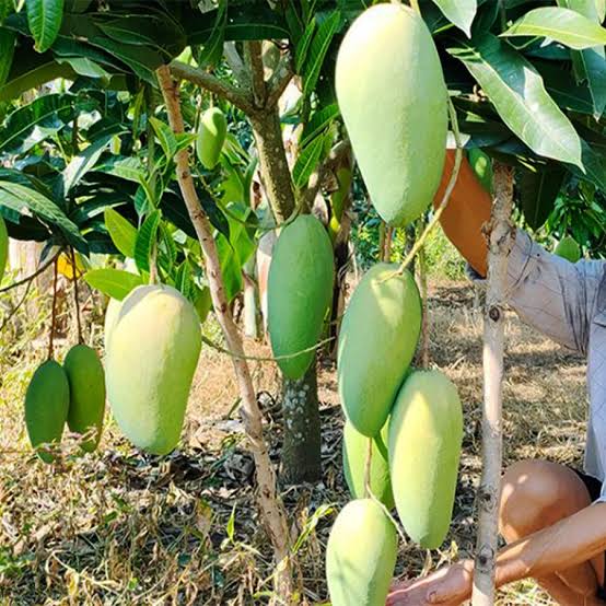 GREEN TAIWAN MANGO – VIETNAM | CRISP, TANGY FRESH MANGO FOR WHOLESALE & EXPORT 4