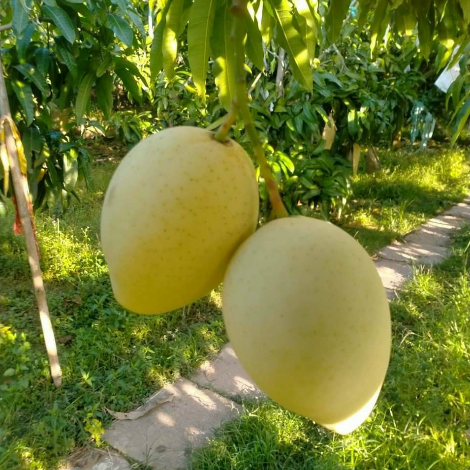 FRESH KENT MANGO – VIETNAM | COMPETITIVE WHOLESALE SUPPLY FOR B2B EXPORT 3
