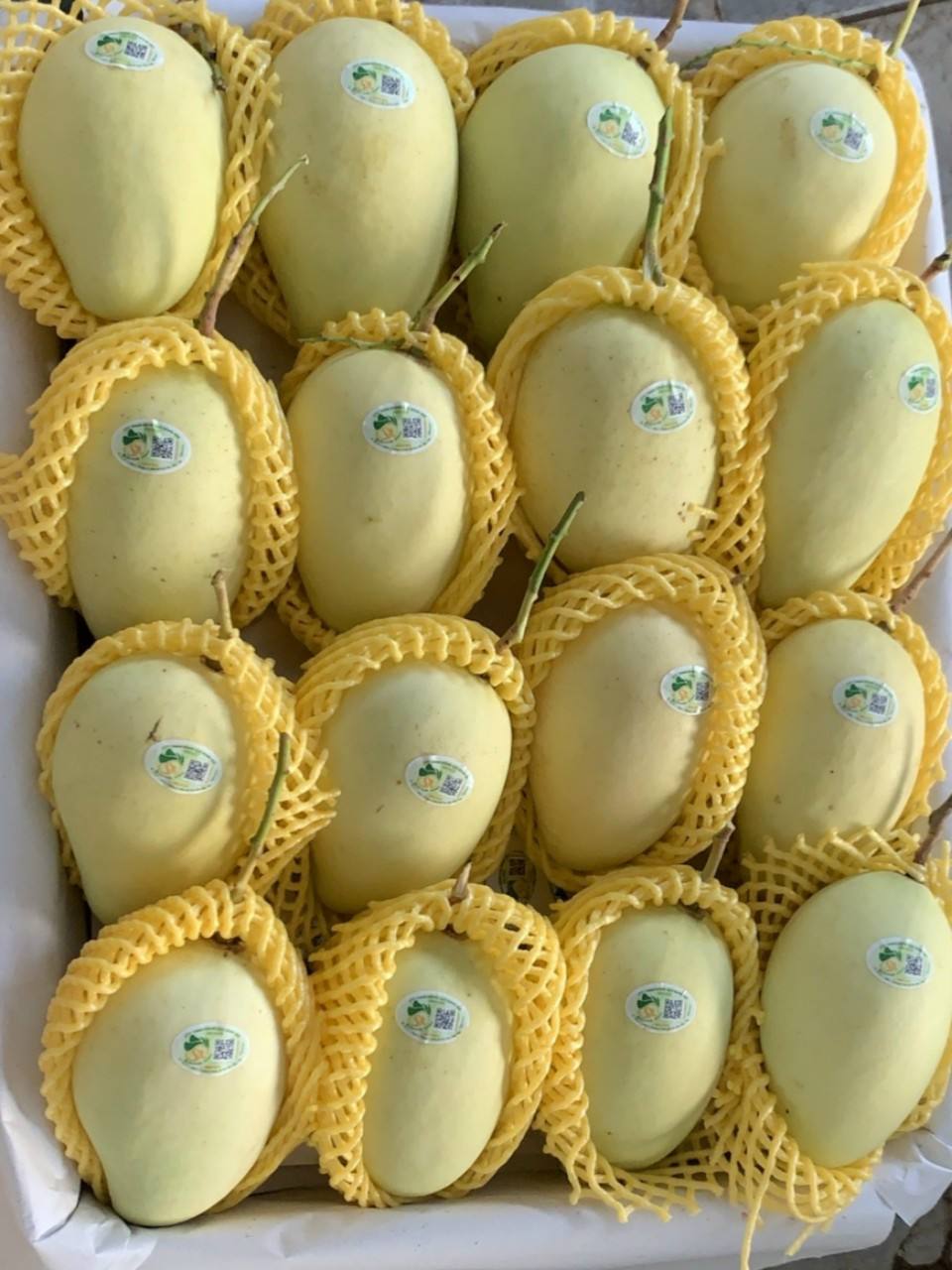 FRESH KENT MANGO – VIETNAM | COMPETITIVE WHOLESALE SUPPLY FOR B2B EXPORT 4