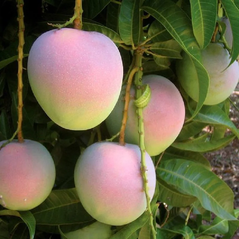 AUSTRALIAN MANGO – VIETNAM | FRESH SWEET TROPICAL FRUIT FOR WHOLESALE & EXPORT
