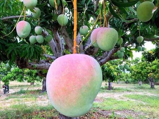 AUSTRALIAN MANGO – VIETNAM | FRESH SWEET TROPICAL FRUIT FOR WHOLESALE & EXPORT 2