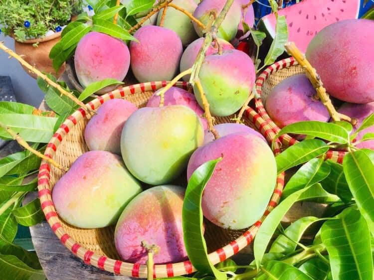 AUSTRALIAN MANGO – VIETNAM | FRESH SWEET TROPICAL FRUIT FOR WHOLESALE & EXPORT 3