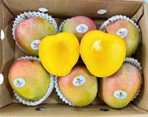 AUSTRALIAN MANGO – VIETNAM | FRESH SWEET TROPICAL FRUIT FOR WHOLESALE & EXPORT 4
