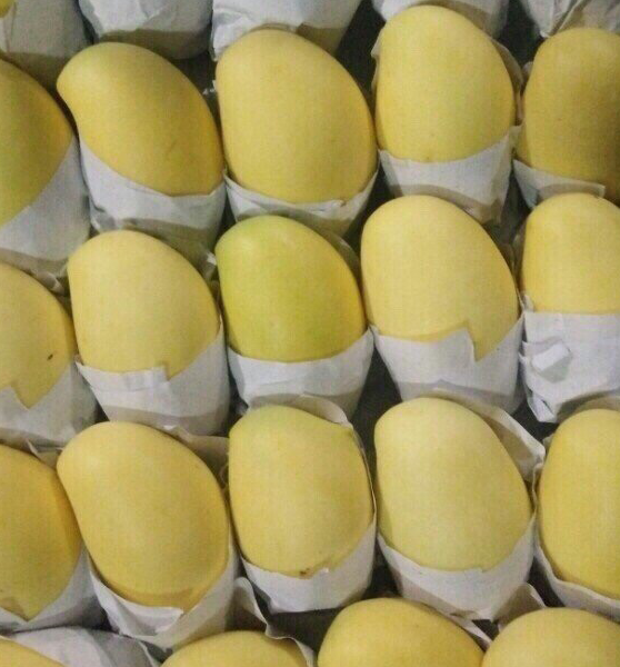 PREMIUM ORGANIC KEO MANGO – VIETNAM | READY-TO-EAT FRESH TROPICAL FRUIT