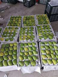 PREMIUM ORGANIC KEO MANGO – VIETNAM | READY-TO-EAT FRESH TROPICAL FRUIT 4