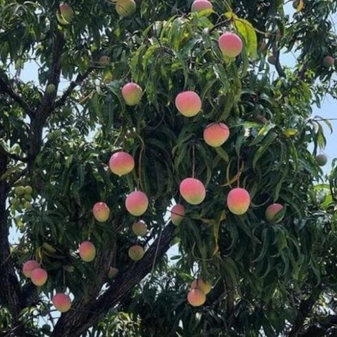 RED AUSTRALIAN MANGO – VIETNAM | PREMIUM FRESH TROPICAL FRUIT FOR EXPORT