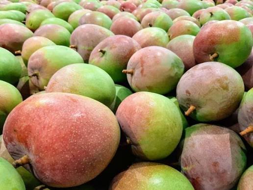RED AUSTRALIAN MANGO – VIETNAM | PREMIUM FRESH TROPICAL FRUIT FOR EXPORT 2