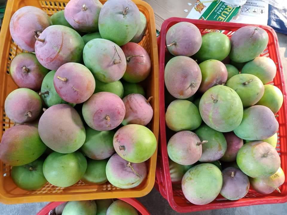 RED AUSTRALIAN MANGO – VIETNAM | PREMIUM FRESH TROPICAL FRUIT FOR EXPORT 3