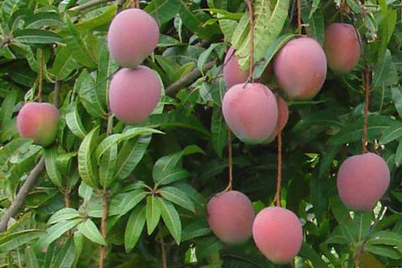 RED AUSTRALIAN MANGO – VIETNAM | PREMIUM FRESH TROPICAL FRUIT FOR EXPORT 4