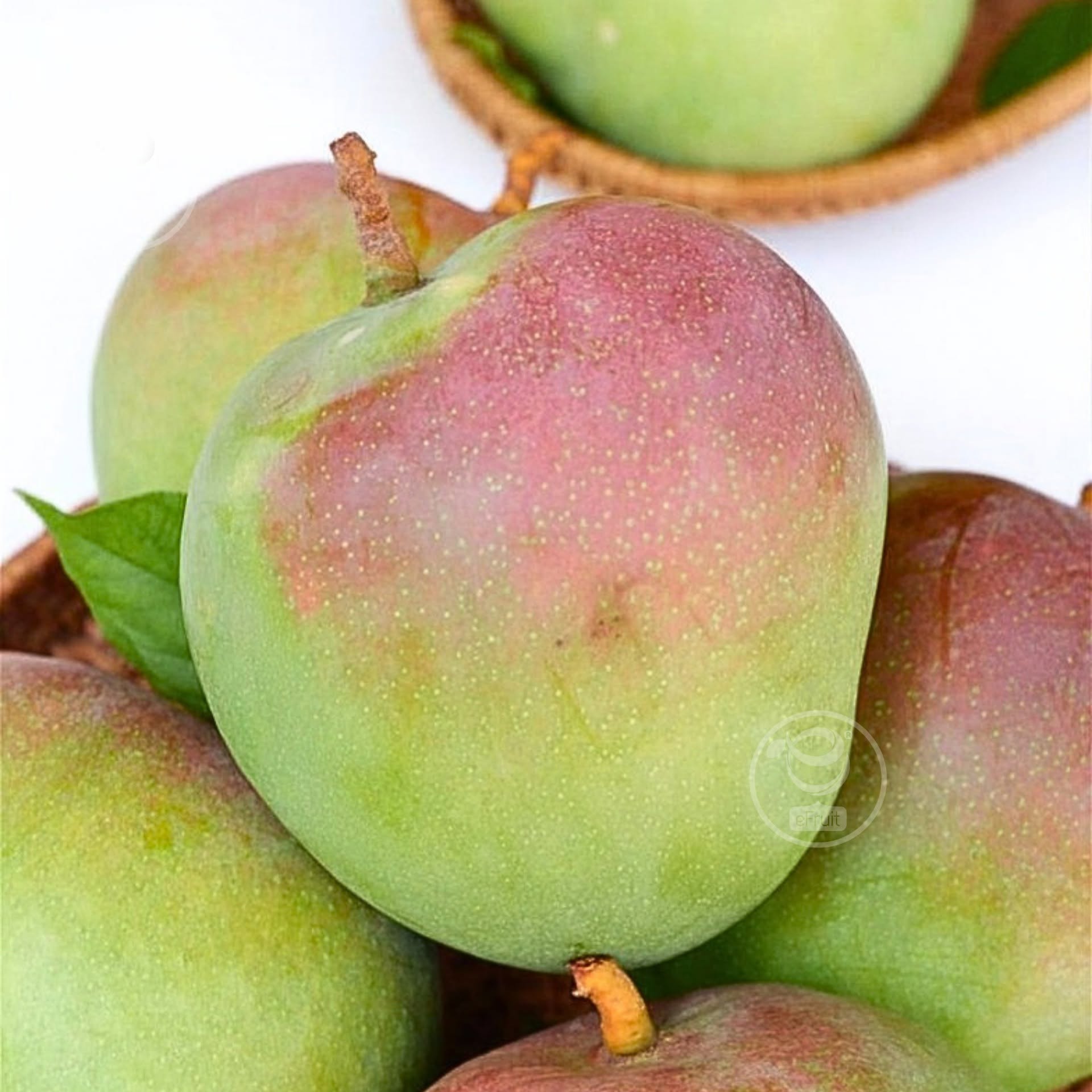 GREEN AUSTRALIAN MANGO – VIETNAM | CRISP FRESH TROPICAL FRUIT FOR WHOLESALE & EXPORT 4